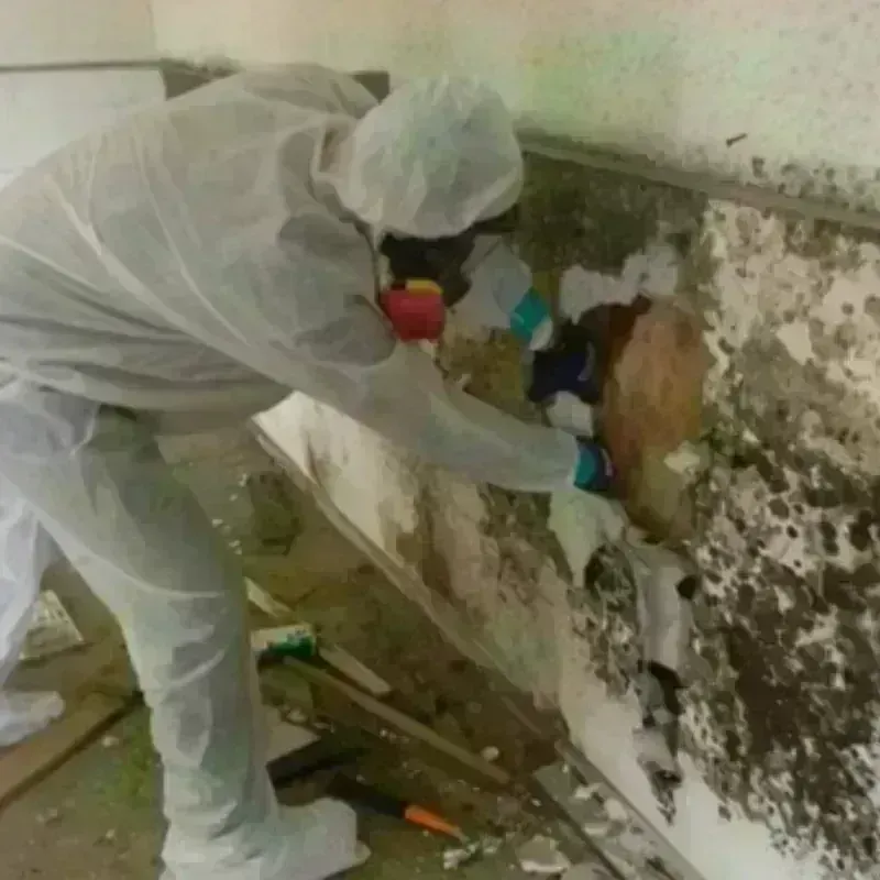 Mold Remediation and Removal in Morrison, IL